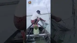 Lifting the fishing net to collect the catch on the river #rural #fishing #lifting #net #collection 