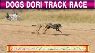 Dog Race || Dori Track Race || Dadhocha Rawalpindi | 3rd Round | 16-11-25 #dog #pets #animals