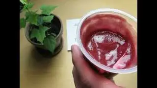 M&uuml;ller Froop Joghurt Kirsche (cherry)