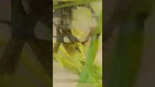 #cordiceps sinensys #kidazadi cultivation process  ghost moth ke larvae nikal aaye