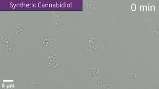 Time lapse video 2 of 2: S.aureus treated with synthetic cannabidiol