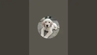 Simba eats a apple 🍎 #goldenretreiver 