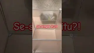 simple hamster cage setup🐭 #hamster #shortsfeed #cuteanimal