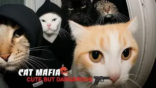 Cat Mafia #catmafia  #gangstercat #funnycats  #catgang
