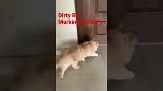 Dirty boy Marking his territory