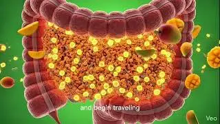 What Happens Inside Your Body When You Eat Mango? | 3D Medical Visualization