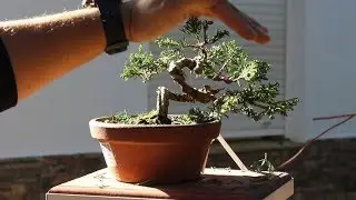 Junípero shohin 24-1 primer modelado