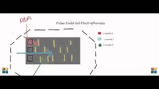 Cloning with YAC Vectors (HPV Vaccine)