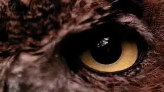 What Makes a Temple Owl - :30 TV Commercial