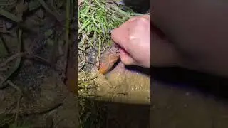 mancing belut babon pakai tangan