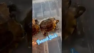 My Tortoise Hates Soaks?!?