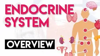 Endocrine system -Part 5 - Functional Morphology