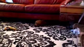 Storm the weather dog explores his  new home.