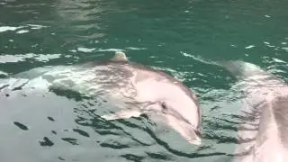 Тайцзи, Музей китов - Taiji Whale Museum - Шоу с дельфинами - 4
