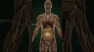 Pineapple&rsquo;s Effect on Stomach, Brain & Blood Sugar 🤯 |  #animeedit #shortsfeed  #animeph #otakulife