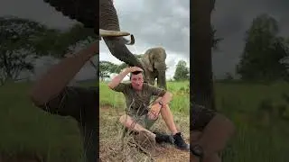 Позвольте мне показать вам разницу между самцом и самкой слона! 🌍🐘