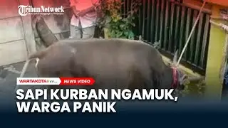 Panik&hellip;! Panik&hellip;! Sapi Kurban Lepas dan Mengamuk Hancurkan Pot Bunga, Warga Melarikan Diri ke Pasar