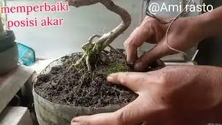 Memperbaiki posisi akar anting putri hasil stek akar