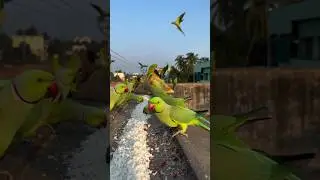 Beginilah Jadinya Jika Kita Memberi Makan Kawanan Burung Liar #burung #burungkicau #kicaumania