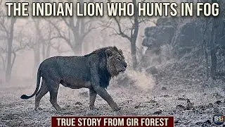 Индийский лев, охотящийся в зимнем тумане 🦁 (Правдивая история из леса Гир)