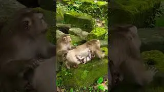 Little Explorer &ndash; Baby Monkey in the Forest&rdquo;