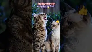 🐈எதுக்கு,அப்புறம்🐈#cat #funnyshorts #comedyshorts #trendingshorts #viralshort #subscribe #youtube