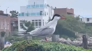 First time seen in this area, Common Tern fishing bird, Brighton Beach, New York, July 2025
