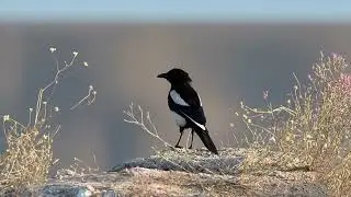 THE SOUND OF A EURASIAN MAGPIE