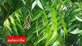 Neem Benefits in tamil | வேப்பிலையின் மருத்துவ பயன்கள்