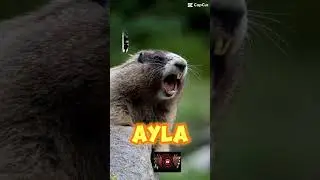 #shorts#ayla#linda