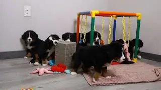 Blue Diamond Gracie Bernese Litter 1
