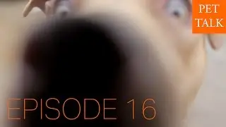 Episode 16: Tulip flies to Colorado, cold weather pet care tips, kidney stones, and dental health