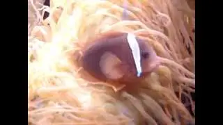 Cinnamon Clownfish (Amphiprion Melanopus)