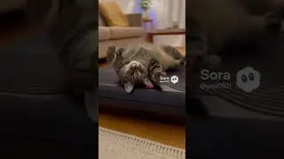 This Cat Has Mastered the Vibration Plate