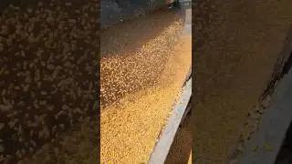Loading the silo with corn!!#corn #whiskey #silo #farmlife #redneck