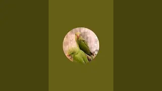 Parrot | Talking Parrot | Movie Reaction #shorts #youtube shorts #tiktok #funny #reaction