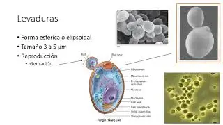 Introducción a la Micología Veterinaria