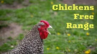 Free Range Chickens 🐔🐔🐔