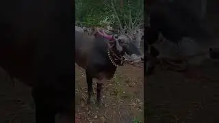 Hirapur bail bajar #news #remix #dj #party #live #mumbai #patil #khillar #newmusic #cow #bullfarm