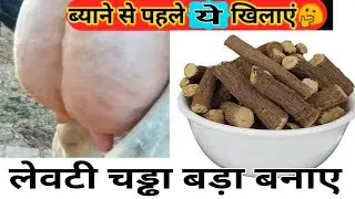 सौंफ और आंवला खिलाओ पशु का दूध और लेवटी का साइज बढ़ाओ | best udder increase formula #vickypansari