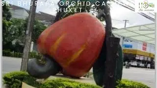 SRI BHURAPA ORCHID CASHEWS | CASHEW NUT FACTORY IN PHUKET | SRI BHURAPA ORCHID | CASHEW FACTORY