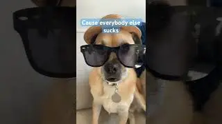 Send this to your best friend 🤣#pug #cute