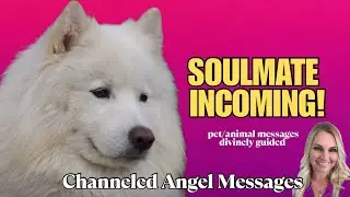 Special Delivery Of A Furry Friend Angel Messages🐶#divinemessagesforyou #angeloracle #pets #animals 
