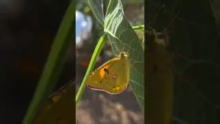 Butterfly Rescue!