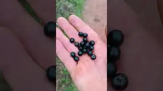 Pixirica