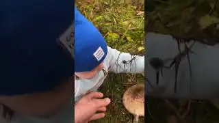 Нашли Королевский Шампиньон ☔️