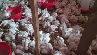 Broilers  - Ross 308