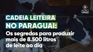 Silagem de milho Pioneer aumenta a produ&ccedil;&atilde;o de leite no Paraguai  - Programa #96 - Agro Em Foco