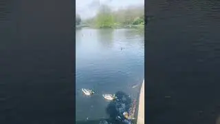 A walk around Wilton Park Batley 🦆