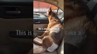 Road trip with a German shepherd dog . This is your sign #shorts #dog #gsd #doglover #dogs #love